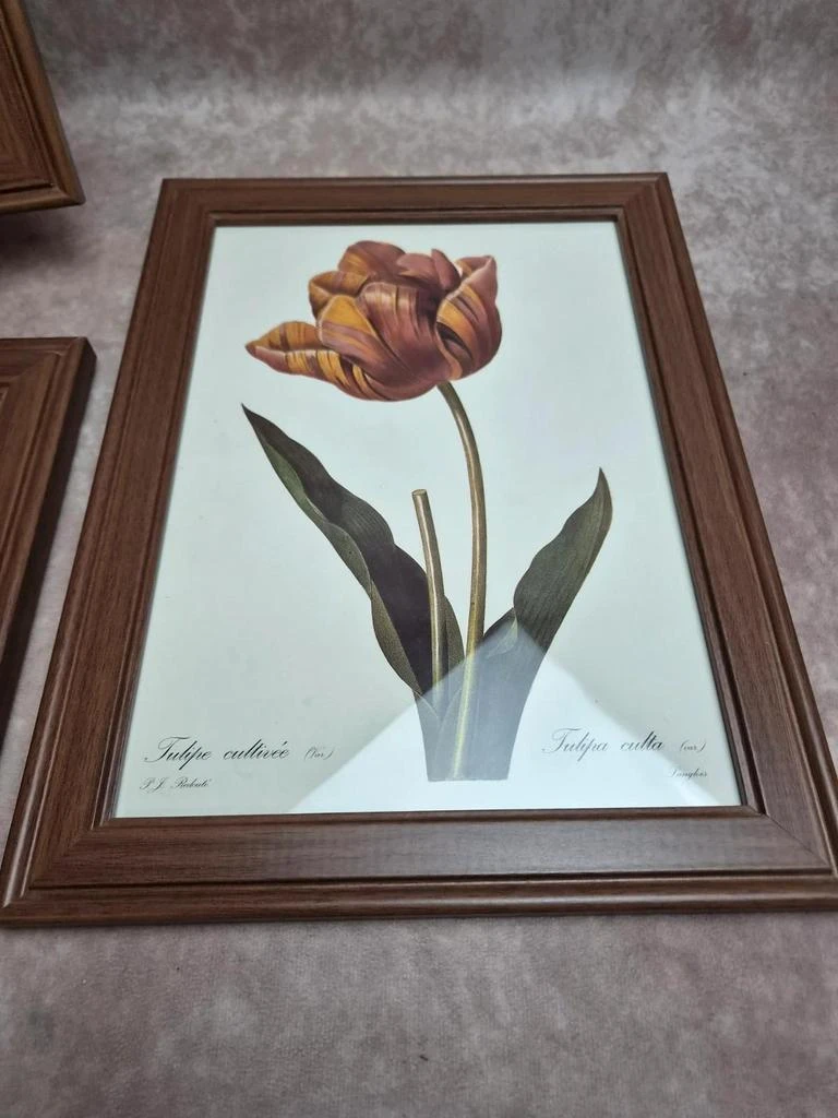 Lot de 3 quadros botânicos P.j. Redouté – Rosas e tulipa – photo 6